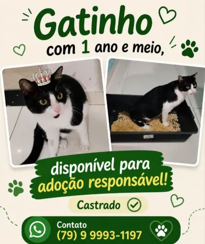 FRAJOLA e FRAJOLINHA Machos