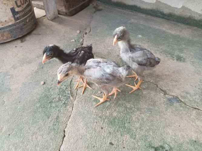 Pintinhos índio gigante