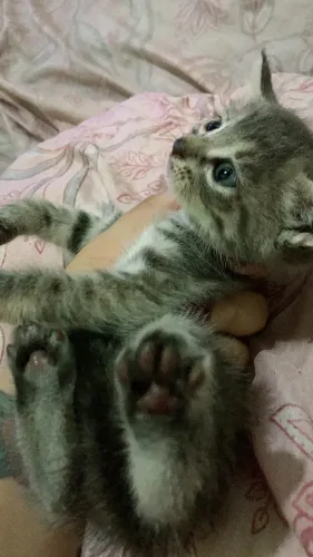 Casal de filhote peludinhos para adoção