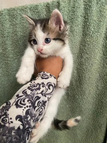 Doação de gato