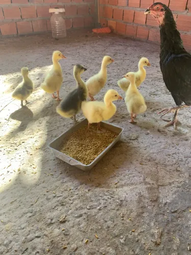 Gansos filhotes para sítio ou chácara