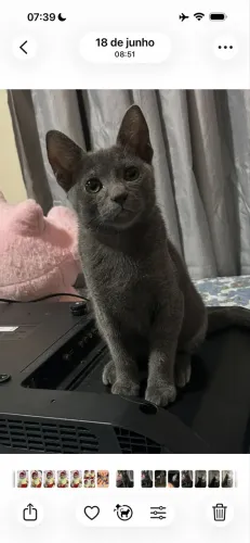 Gato cinza para adoção