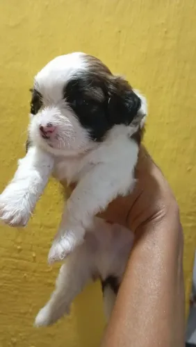 Lhasa Apso machos<br>Vermífugado <br>Whatsapp *