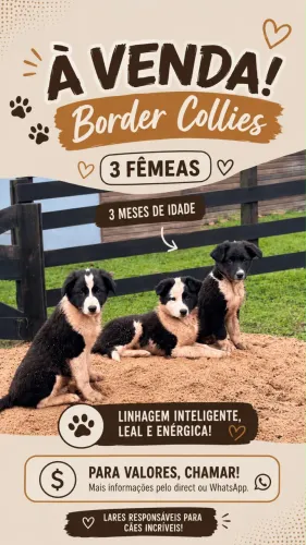 Filhote Border Collie