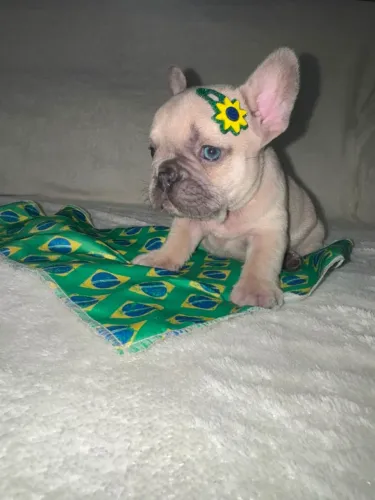 Dog cachorrinho filhote Bulldog frances