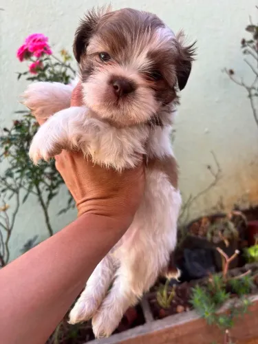 Filhote Shih Tzu chocolate fêmea 