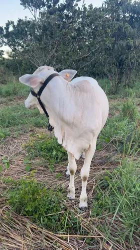 Novilha 