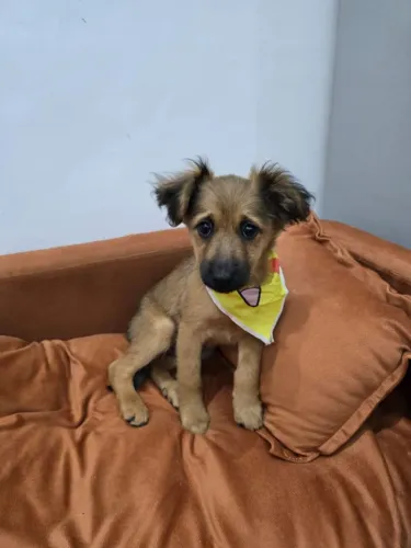 doação machinho