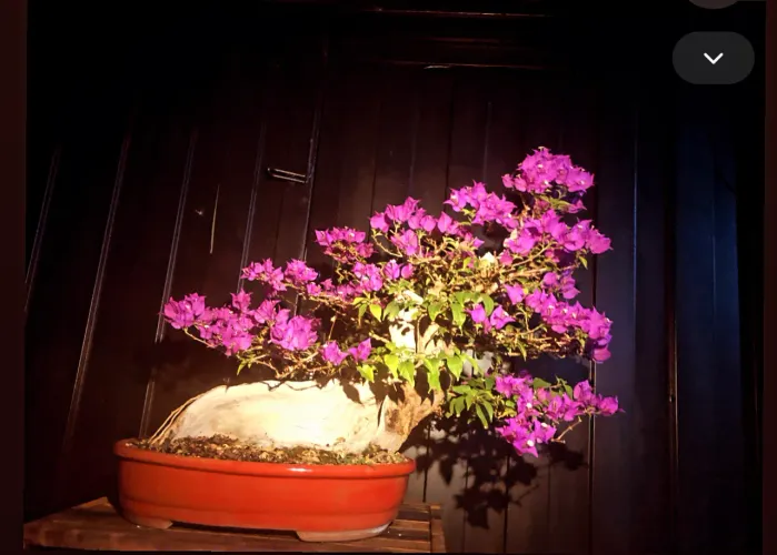 Bonsai de Primavera 36 anos ( buganvília)