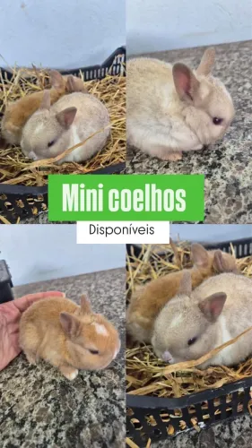 Mini coelho