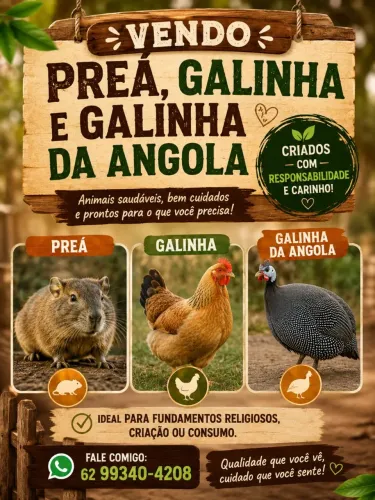 Porquinho da índia