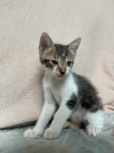 Adoção de Gatinho