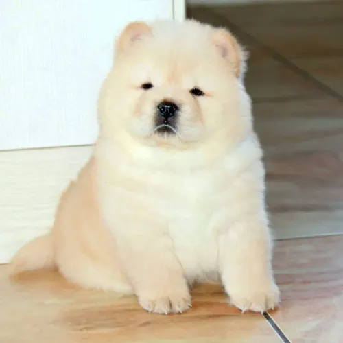 Chow Chow Seu novo parceiro de dias tranquilos chegou