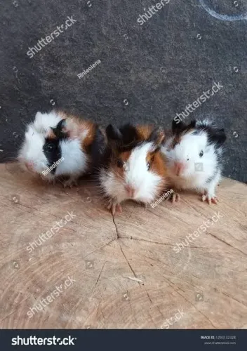 Vendo porquinho da índia