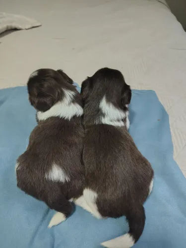 Vendo filhote de shih tzu macho original pais no local desmamado 
