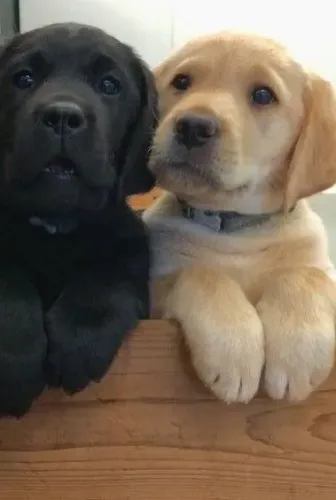 Labrador - Amor Que Conecta Vidas 