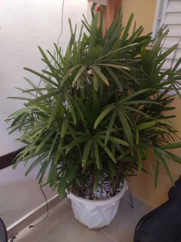 Vaso de Palmeira