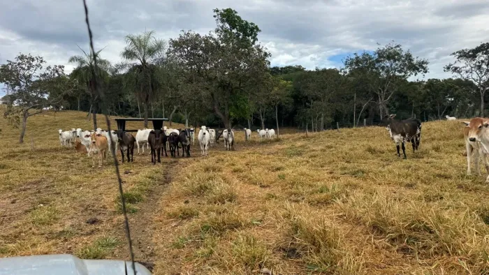 Goiás-go de 13.5 alqueires