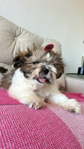 Shih tzu