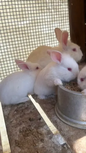 Coelhos