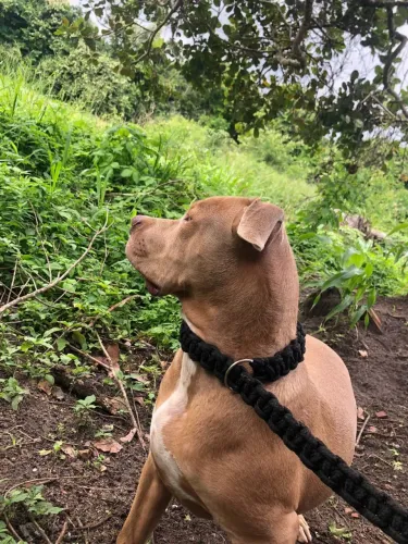 PITBULL MACHO