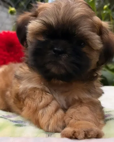 Shih Tzu deixando sua rotina muito mais feliz