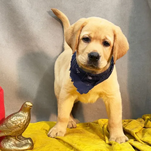 Labrador Retriever Amarelo- Amor puro em forma de filhote. Venha garanti o seu