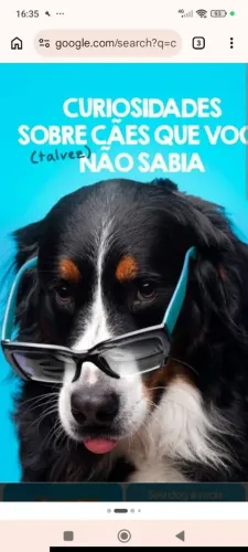 Passeio e cuidador de cães 