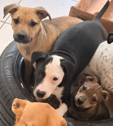 Filhotes de cachorro 
