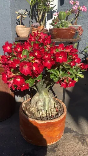Rosa do Deserto Adulta