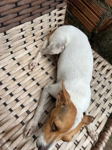 Cachorro 