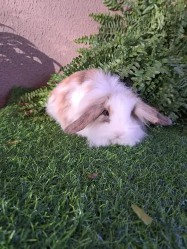 Coelho Fuzzi Lop macho 4 meses