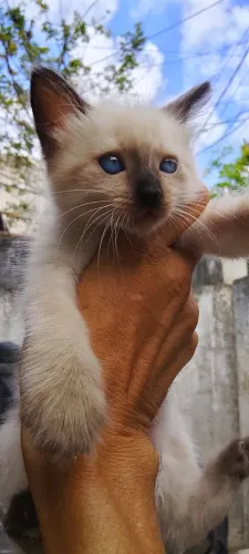 Gatinho e gatinha para doação 