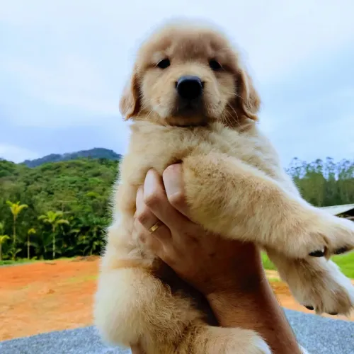 Golden Retriever com Microchip , Pedigree