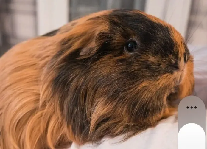 Porquinho da india pelo longo 