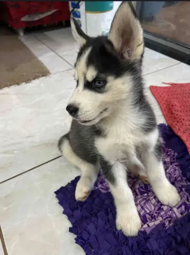 Vende-se filhote de husky siberiano 