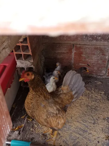 A galinha garnizé acompanhada com quatro pintinhos
