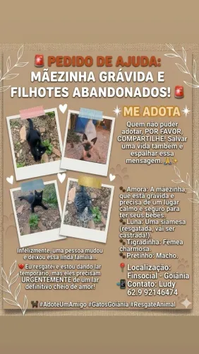 Adoção responsável