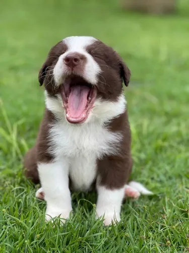 Collie lindos