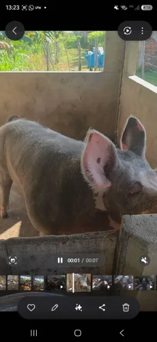 Vendo barrão