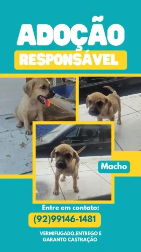 Filhote de cachorros macho adoção 