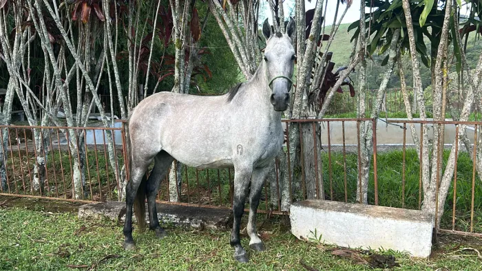 Égua Mangalarga Marchador 