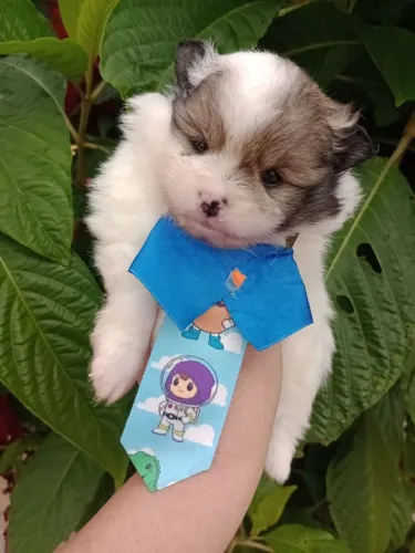 Spitz alemão Anão machos com Pedigree em 10x no Cartão.
