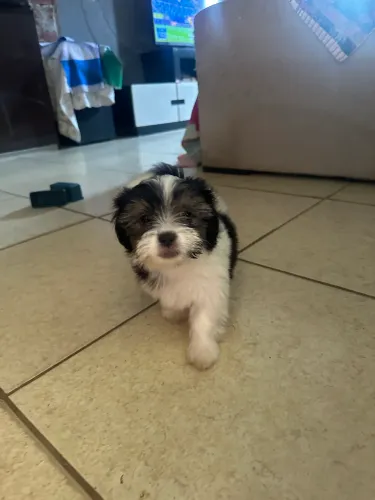 Shitszu fêmea 2 meses