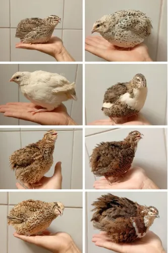 30 unidades Ovos de codorna gigante