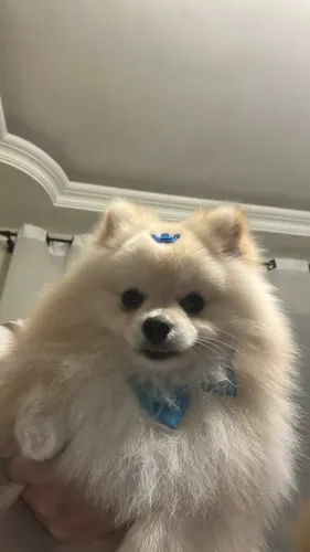 Lulu-da-pomerânia