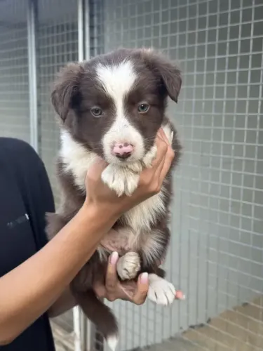 Border Collie - Um Amiguinho Inteligente para Sua Família!