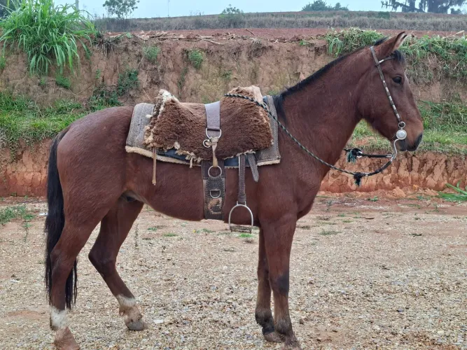 Cavalo castrado bem mansinho e barato