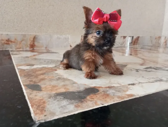 YORKSHIRE MICRO PROMOÇÃO PEDIGREE CBKC 