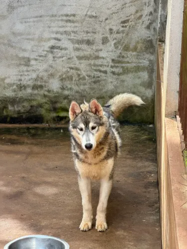 Husky siberiano filhote 6 meses macho